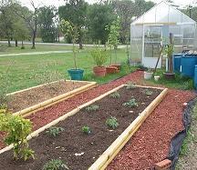 raised bed garden