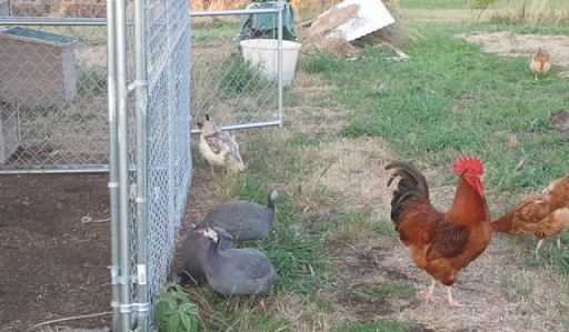 Organic Chickens and Guineas