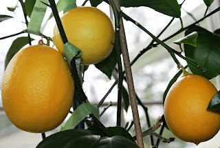 My indoor-grown meyer lemons on the vine
